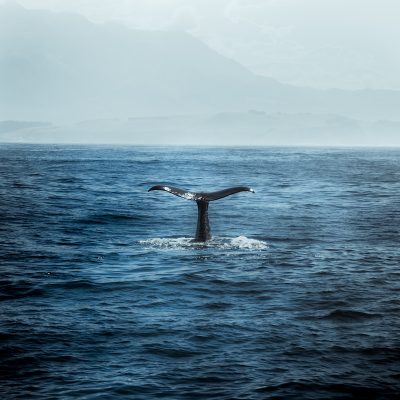 blue whale in body of water